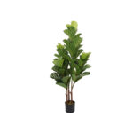 Planta Lyrata  1,2 mt