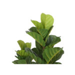 Planta Lyrata  1,2 mt - Imagen 4