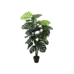 Planta Monstera 1,2 mt