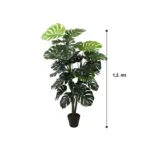 Planta Monstera 1,2 mt - Imagen 2